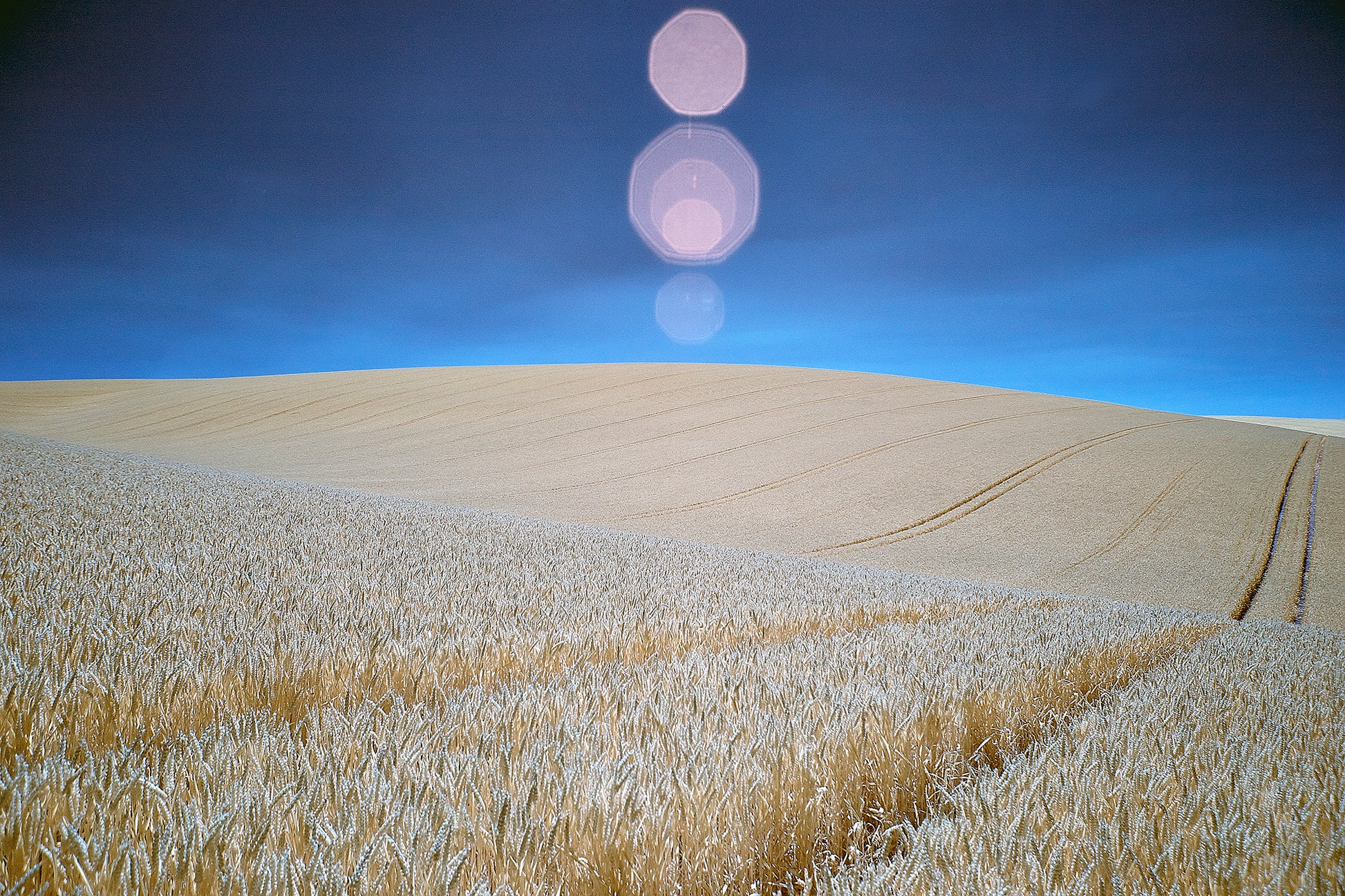 Wheat Field, Sussex - Ed Watts Studio