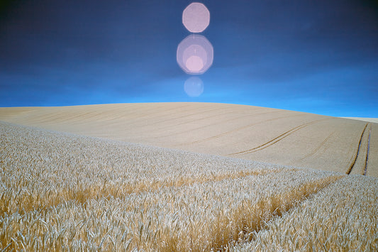 Wheat Field, Sussex - Ed Watts Studio