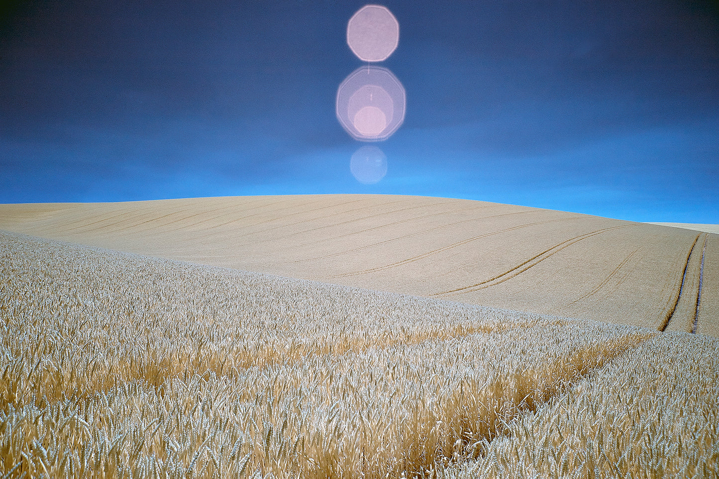 'Wheatfield, West Sussex' Framed Print