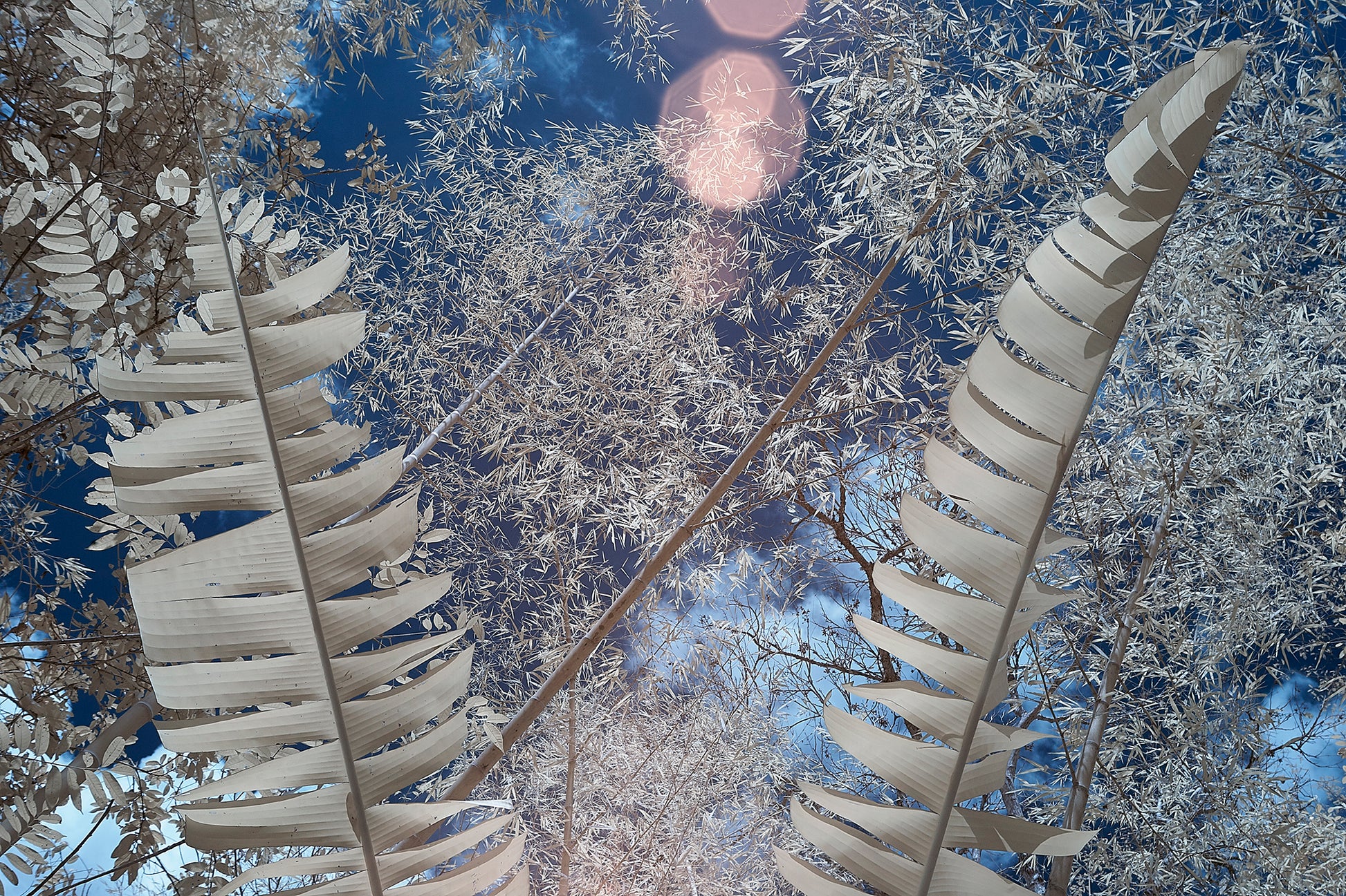 San Agustín Leaves, Colombia - Ed Watts Studio