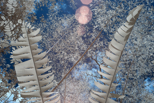 San Agustín Leaves, Colombia - Ed Watts Studio