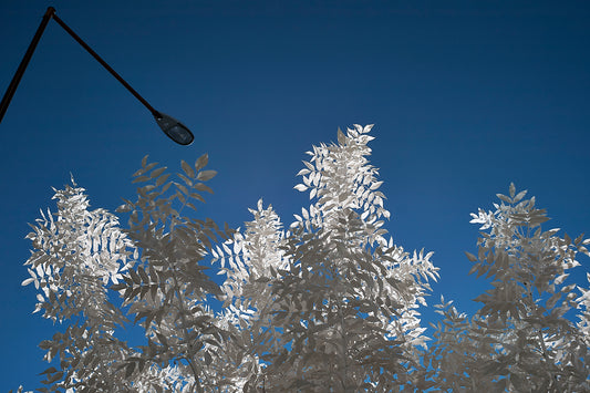 Lamp and Leaves - Ed Watts Studio