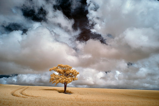 Kithurst Tree #7 - Ed Watts Studio