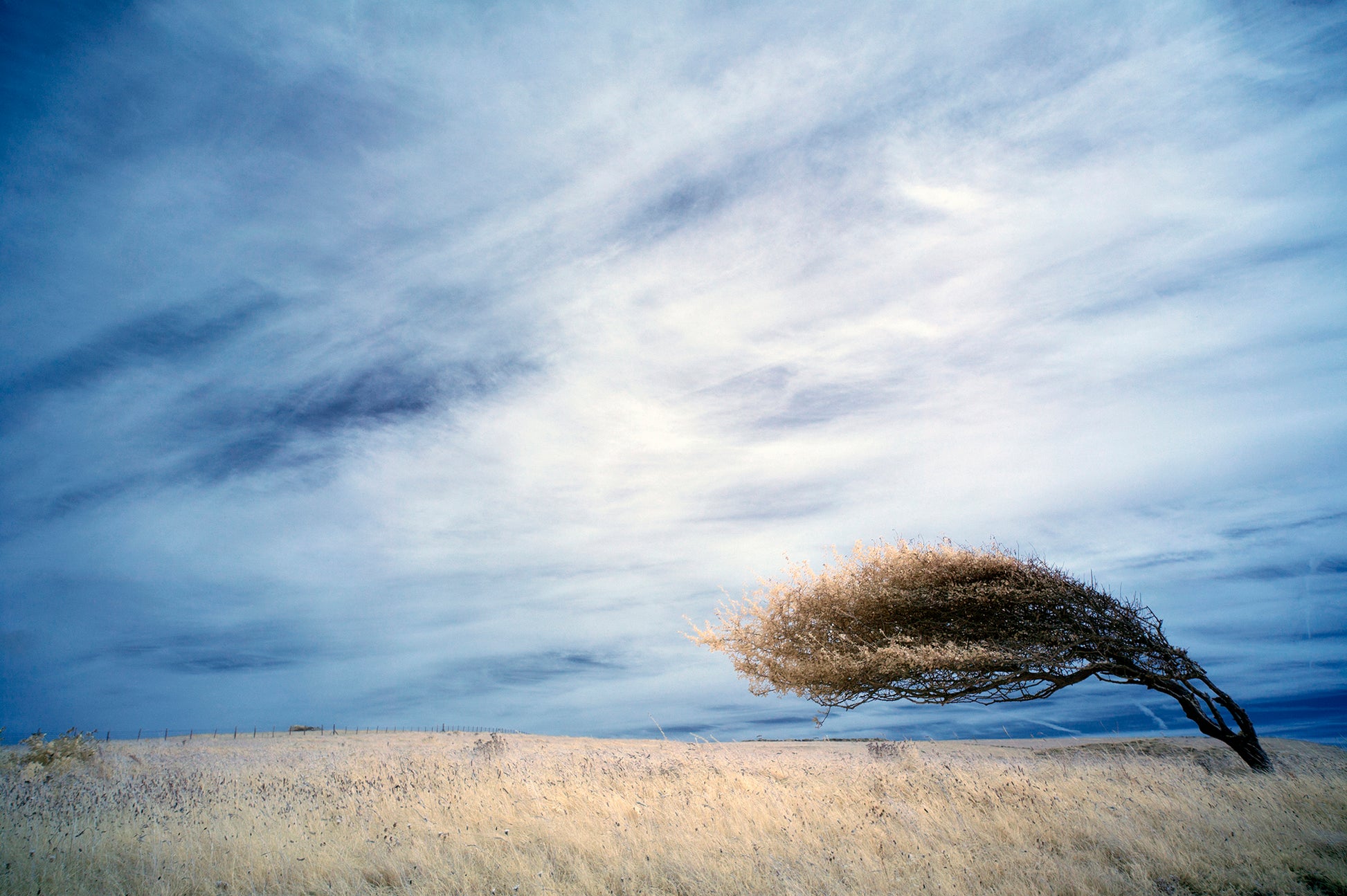 Bent Tree A6 Card - Ed Watts Studio