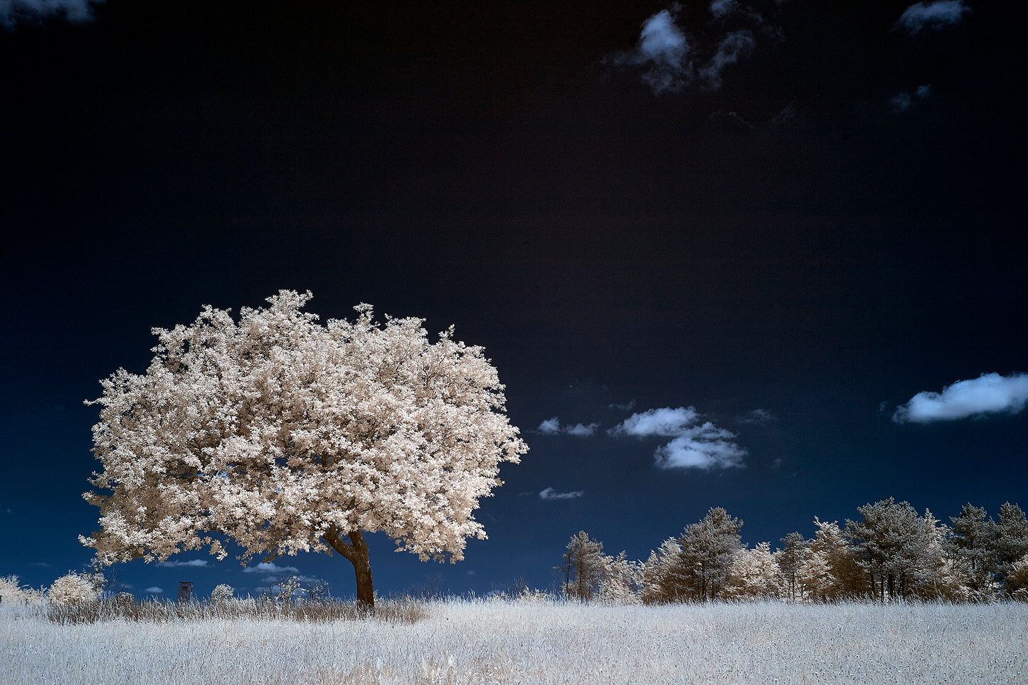 Tree at Graffham Down - Ed Watts Studio