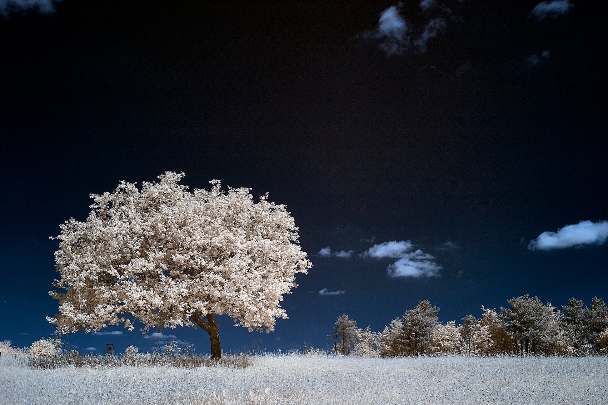 Tree at Graffham Down - Ed Watts Studio
