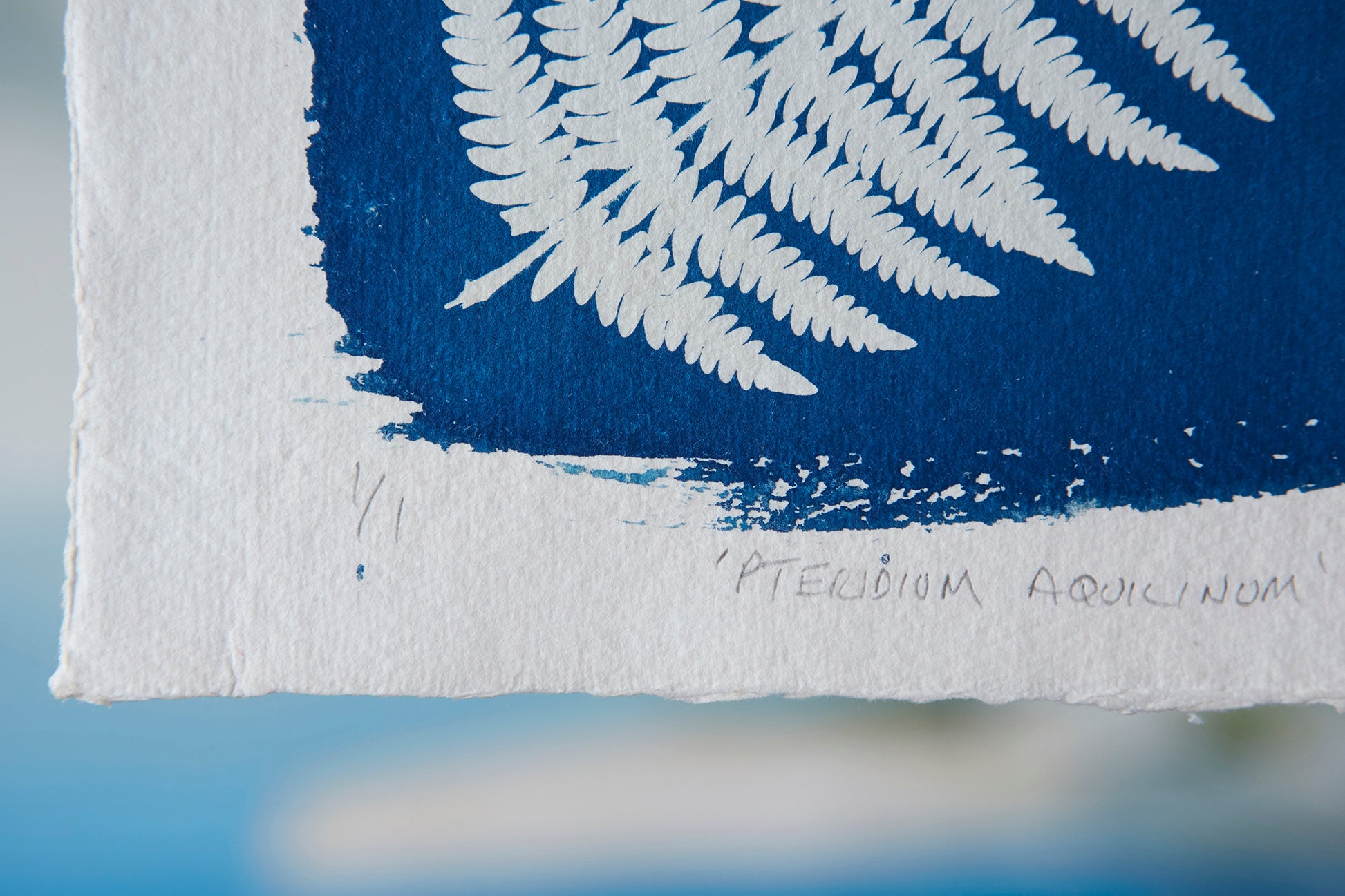'Pteridium Aquililnum' Cyanotype Print - Ed Watts Studio