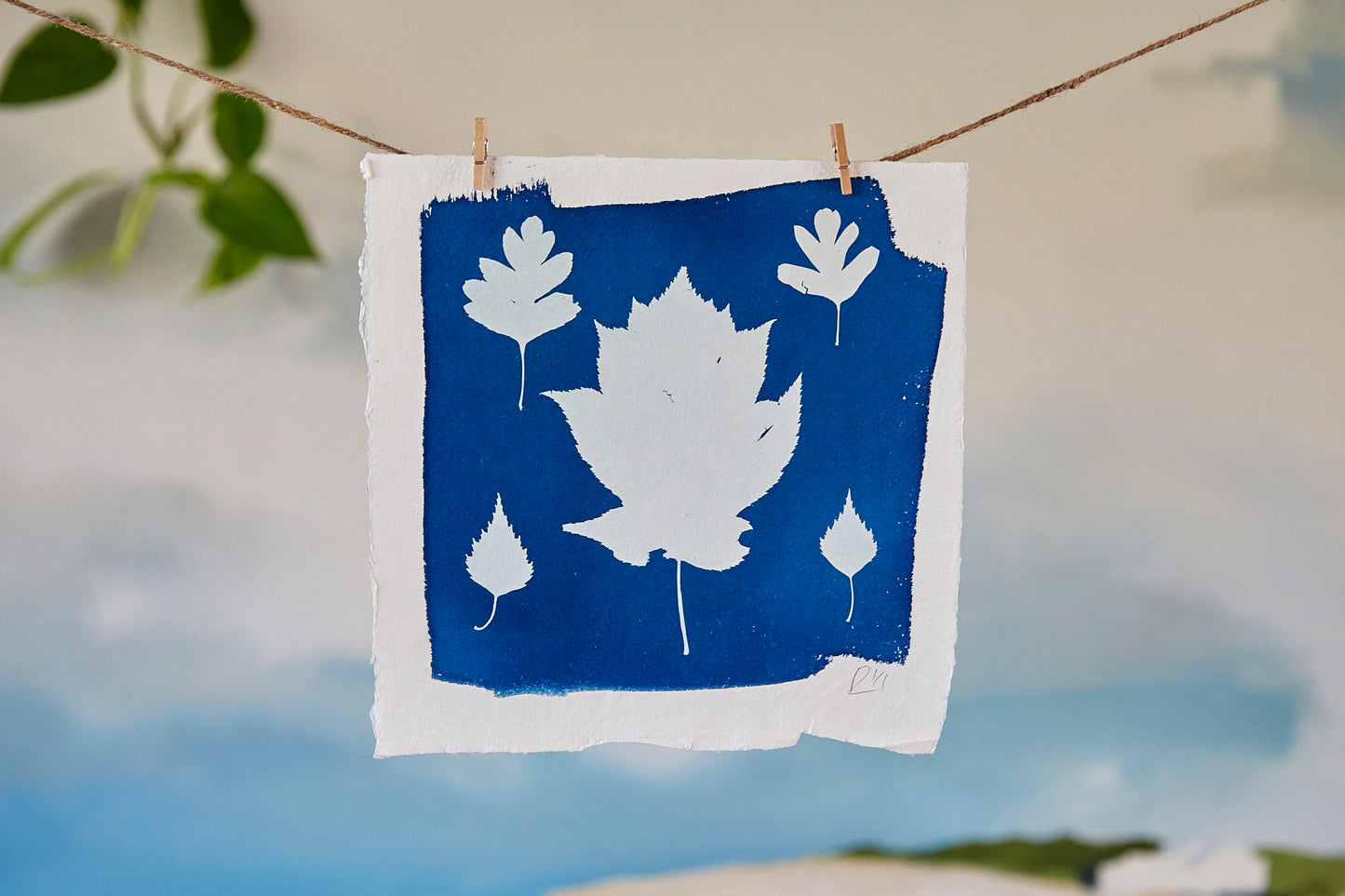 'Untitled' Cyanotype Print - Ed Watts Studio
