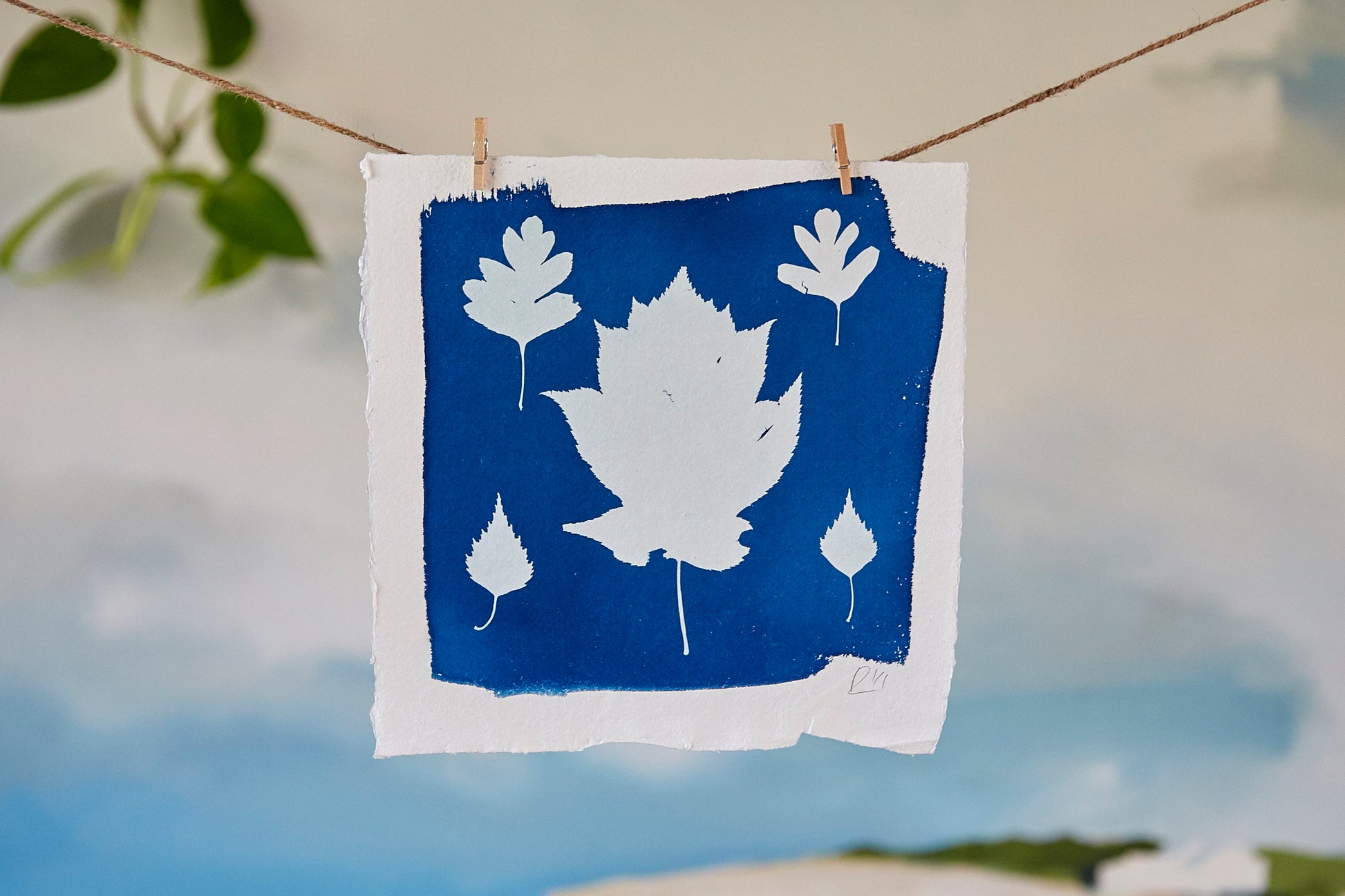 'Untitled'  Cyanotype Print - Ed Watts Studio