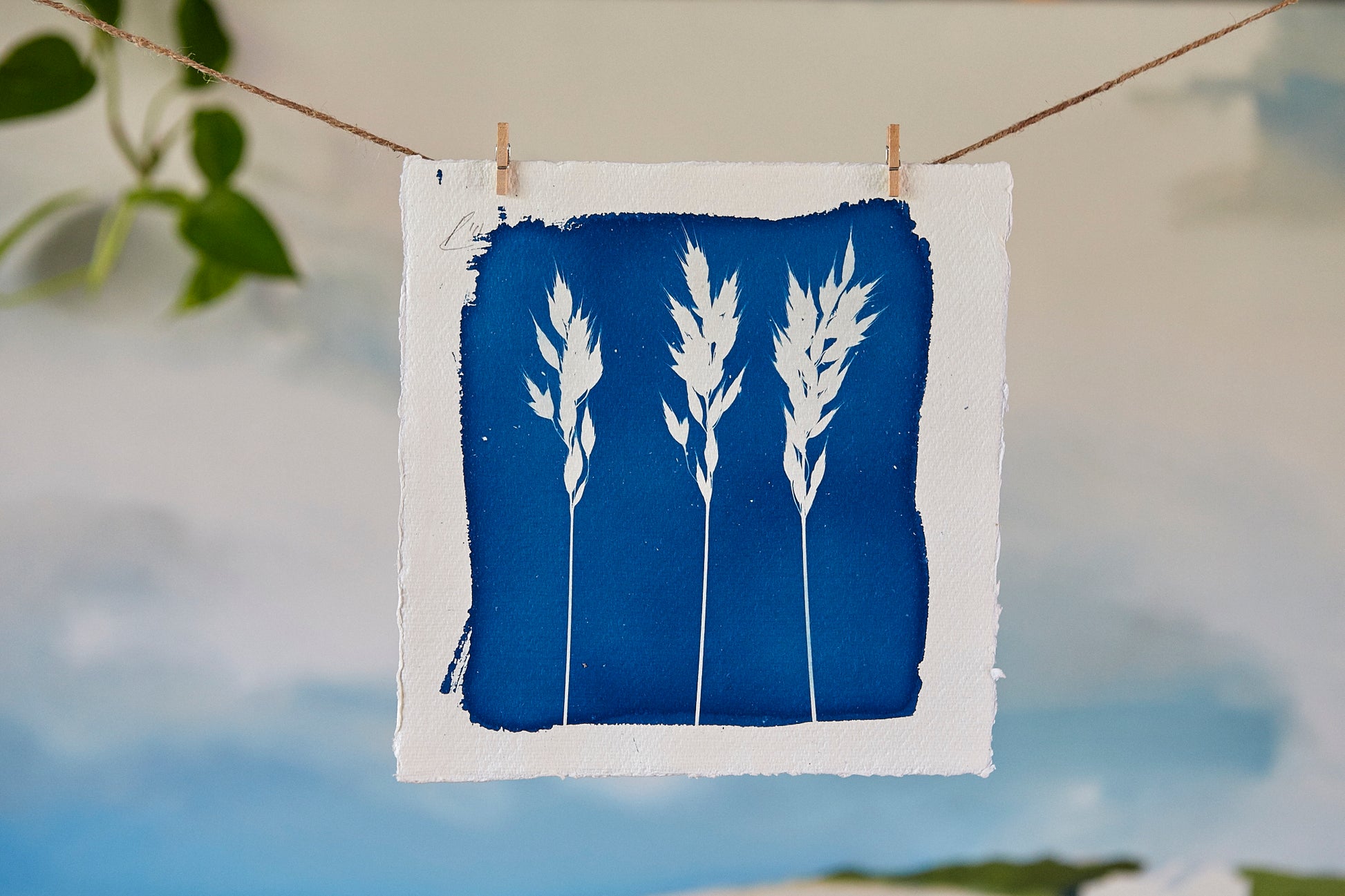 'Untitled' Cyanotype Print - Ed Watts Studio