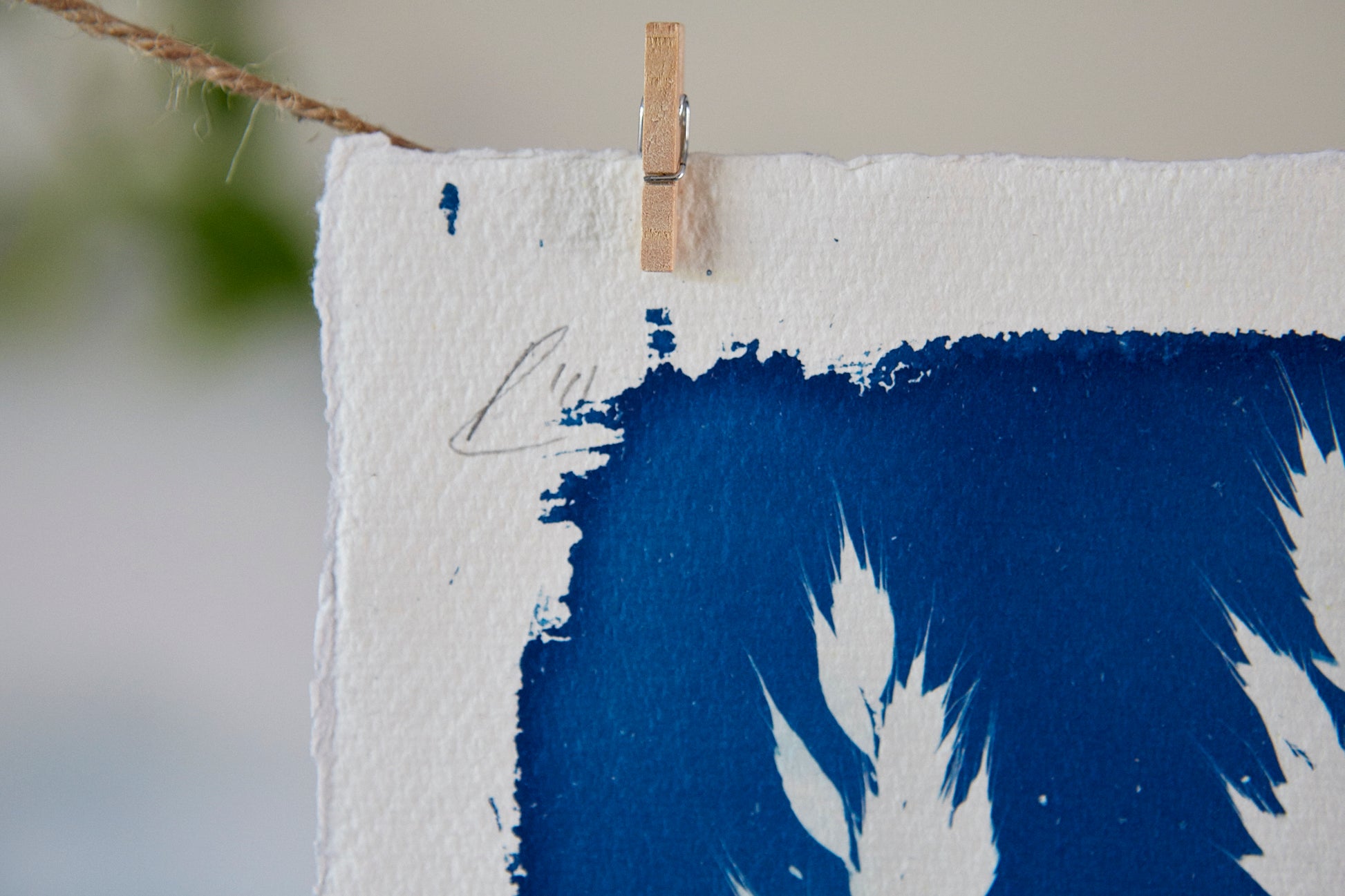 'Untitled' Cyanotype Print - Ed Watts Studio