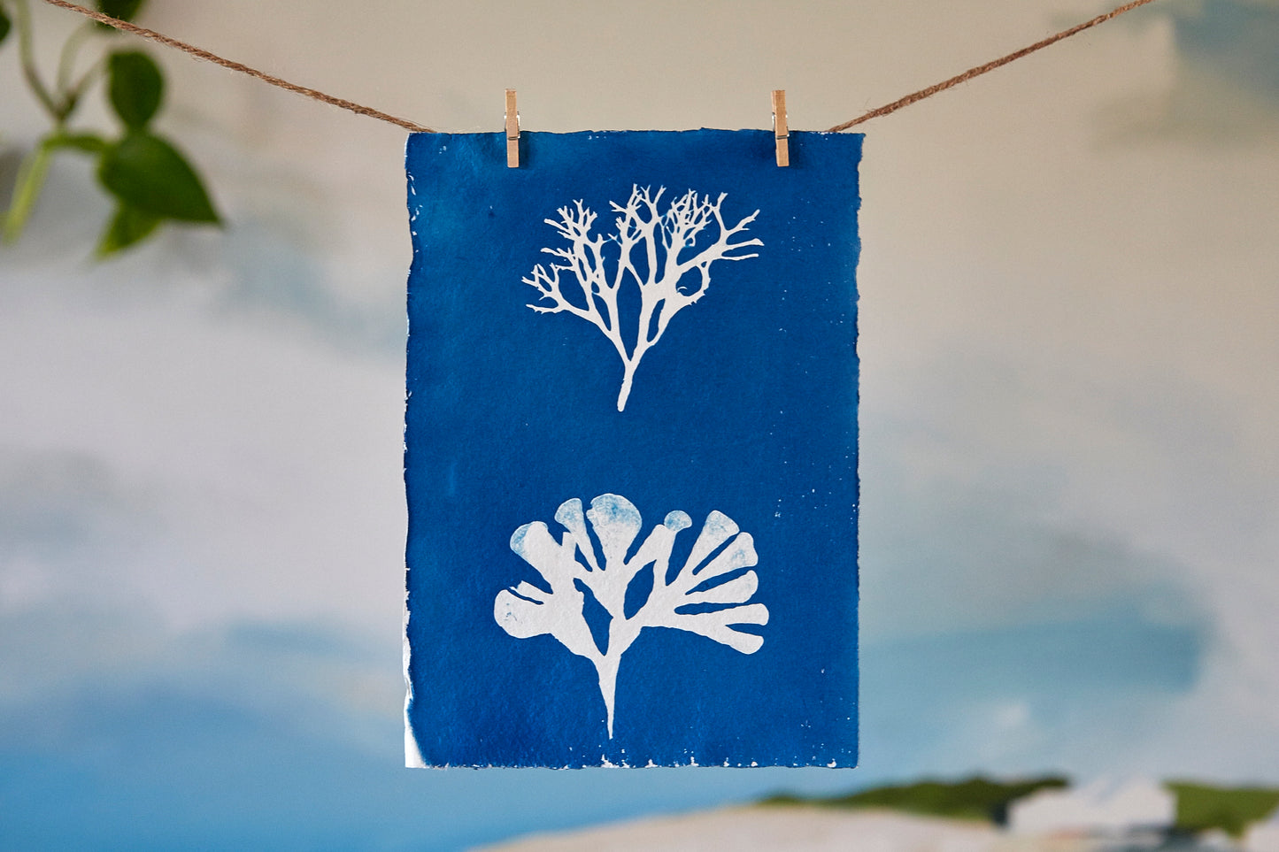 'Untitled' Cyanotype A5 Print - Ed Watts Studio