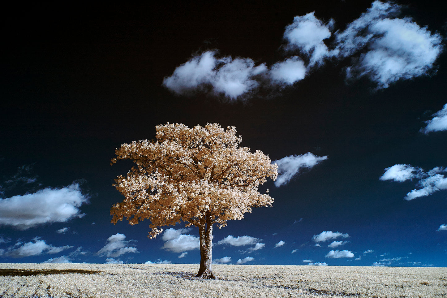 Kithurst Tree #18 - Ed Watts Studio