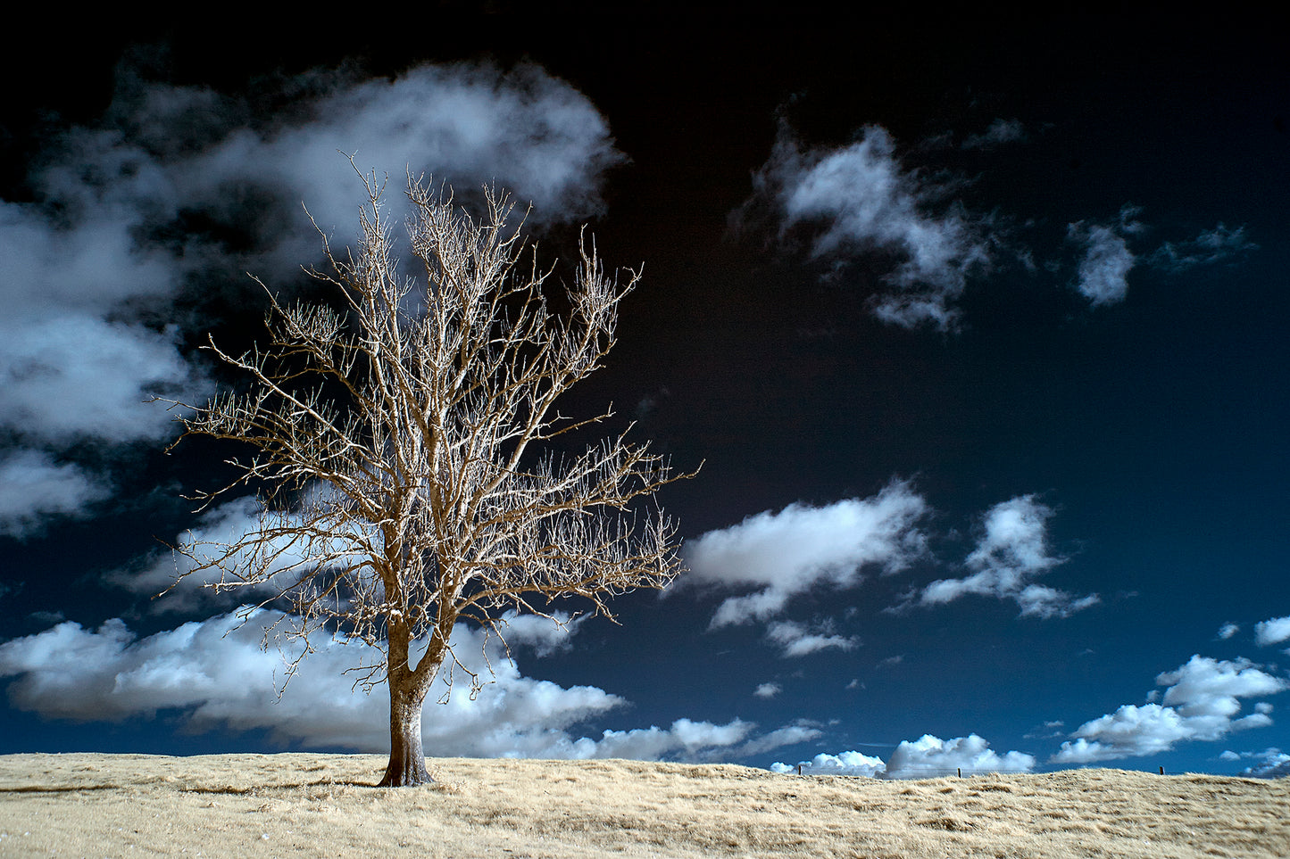 Monarch's Way Tree, Gumber Farm. - Ed Watts Studio
