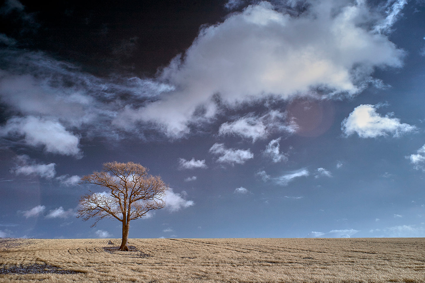Kithurst Tree #19 - Ed Watts Studio