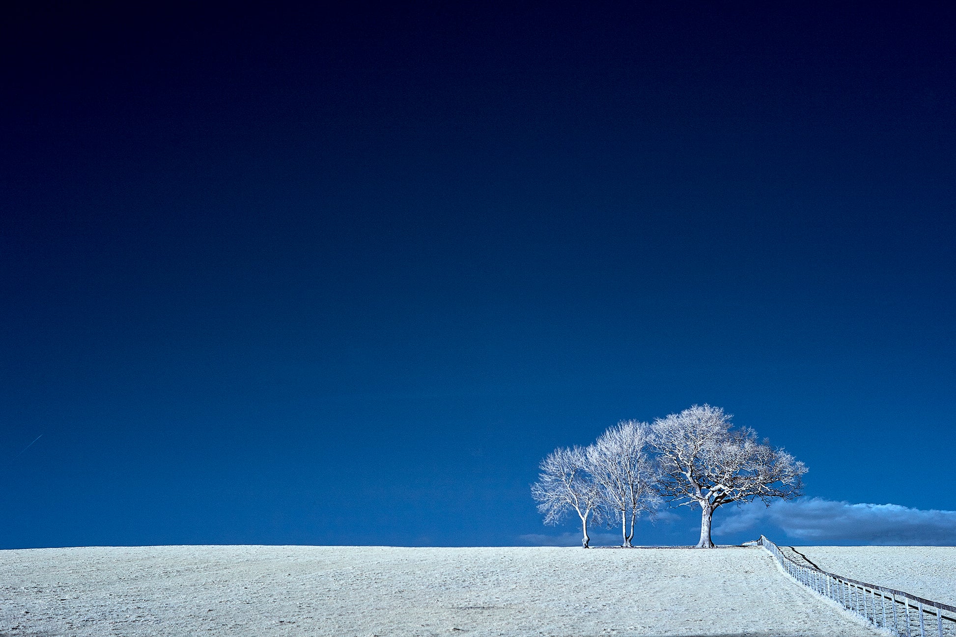 Three Trees, Windsor Common. - Ed Watts Studio
