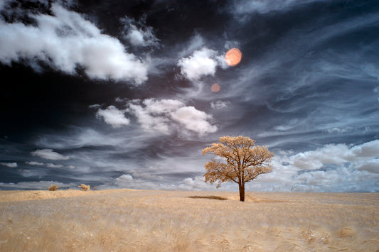 Kithurst Tree #13 - Ed Watts Studio