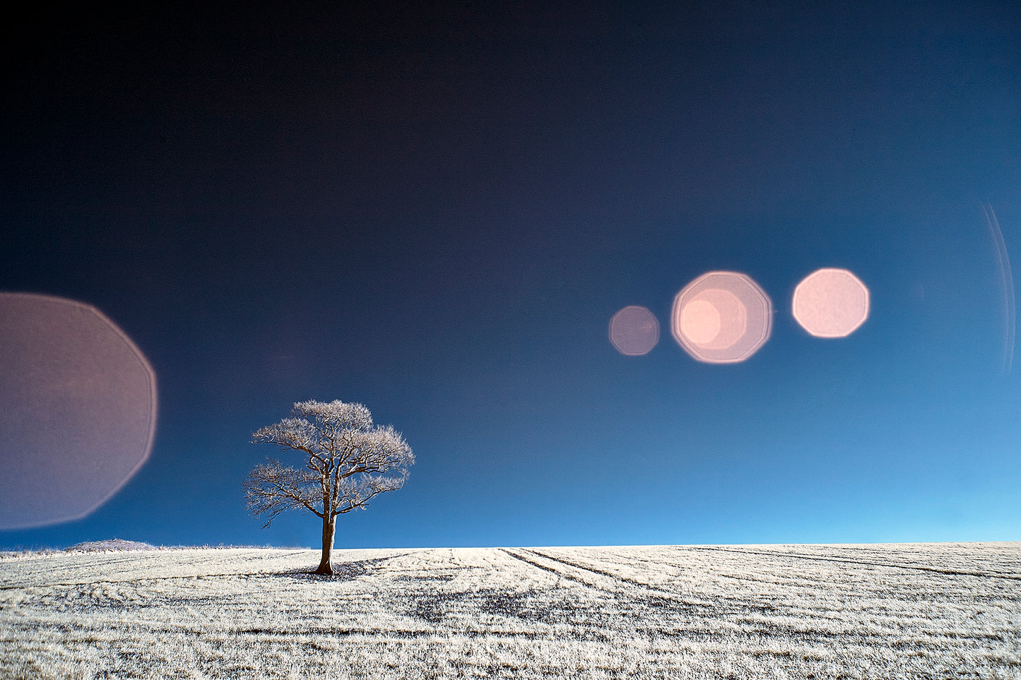 Kithurst Tree #10 (Christmas Day Tree)