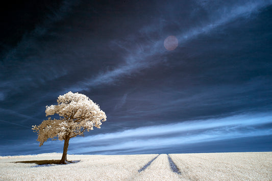 Kithurst Tree #16 - Ed Watts Studio
