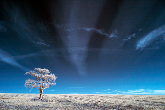 Kithurst Tree #9 - Ed Watts Studio