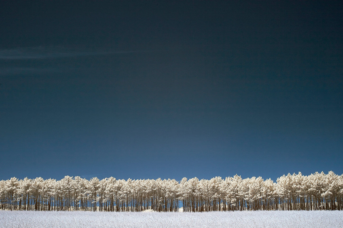 Pine Trees, Odeciexe, Portugal - Ed Watts Studio