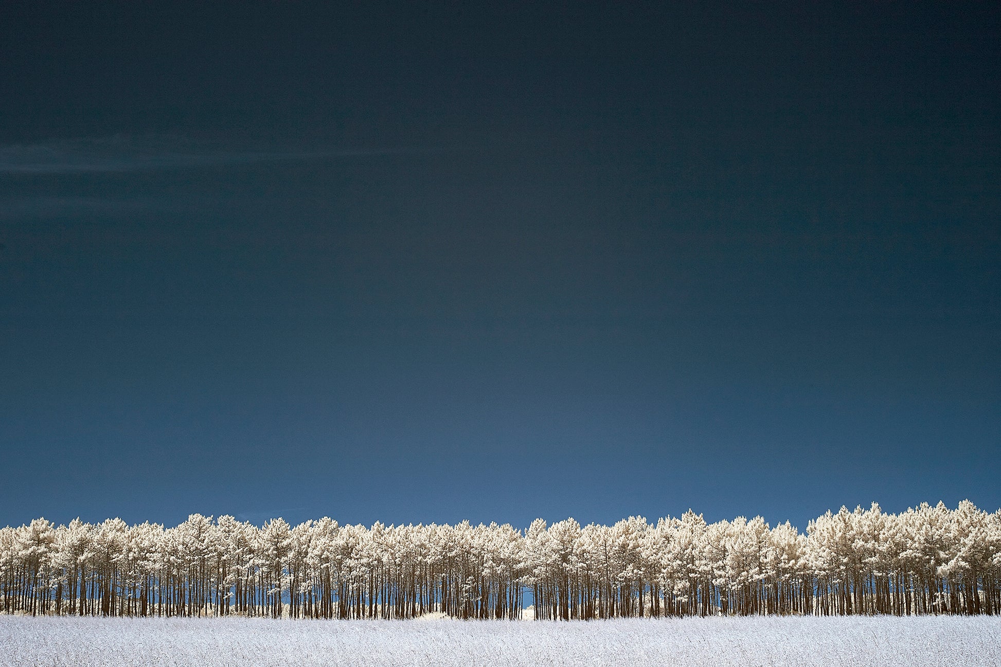 Pine Trees, Odeciexe, Portugal - Ed Watts Studio
