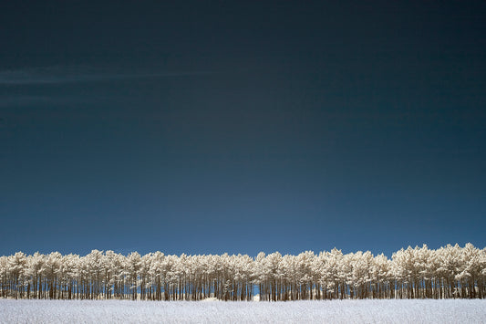 Pine Trees, Odeciexe, Portugal - Ed Watts Studio