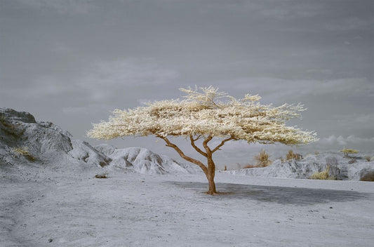 Tatacoa Tree - Ed Watts Studio