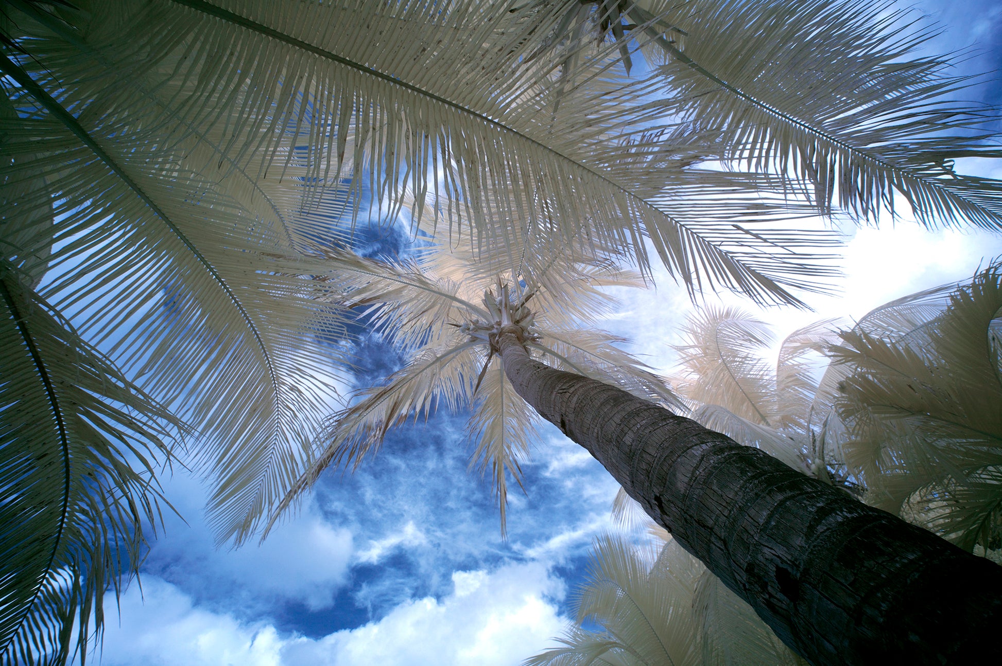 Palm Trees, Palomino - Ed Watts Studio