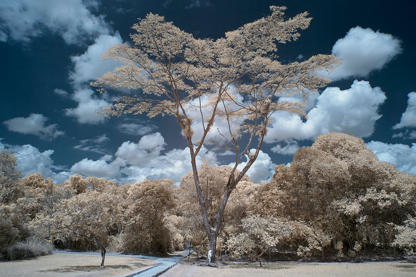 Big Tree, San Agustín, Colombia - Ed Watts Studio