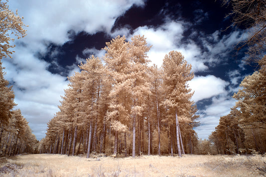 Fir Trees, Wiston. - Ed Watts Studio