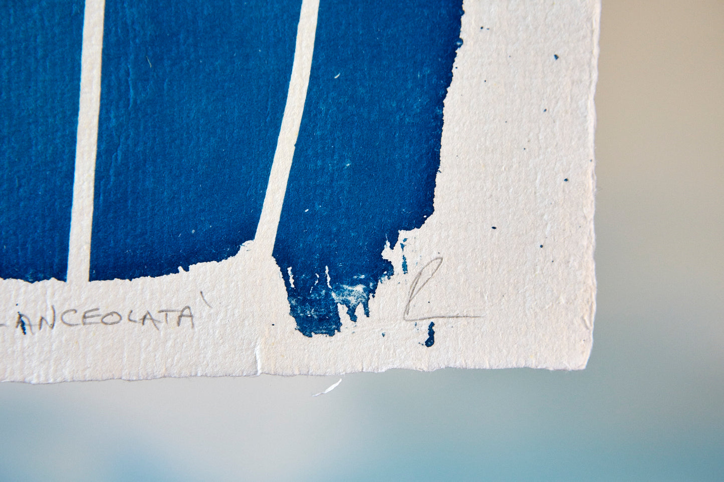 'Plantago lanceolata' Cyanotype Print - Ed Watts Studio