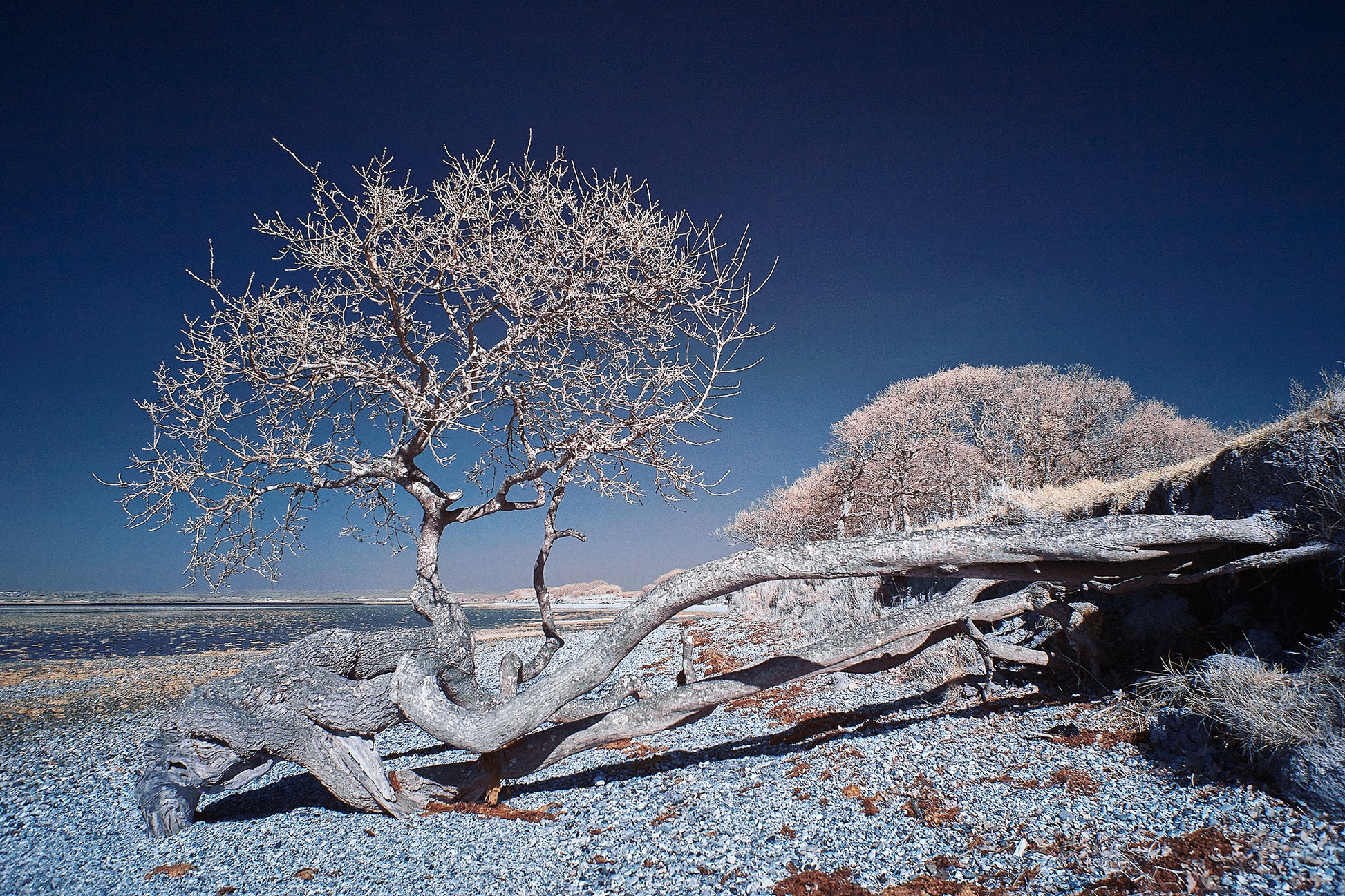 Tenacious Tree, Hayling Island. - Ed Watts Studio